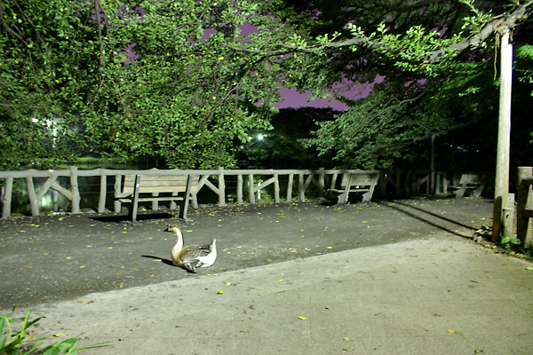 Duck in the park (2006-08-14)