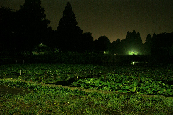 dark green carpet (2006-09-09)