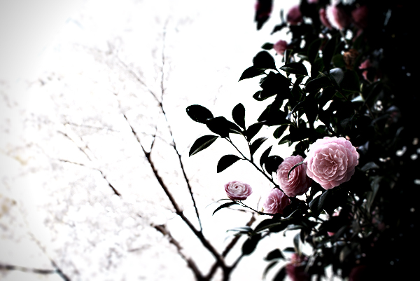 Frozen flower (2007-04-06)