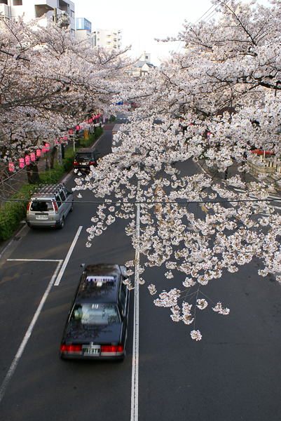 Sakura street (2007-04-16)